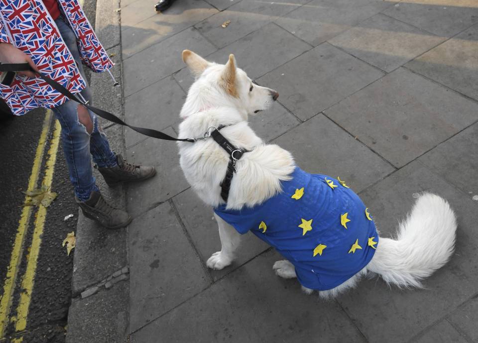 dog