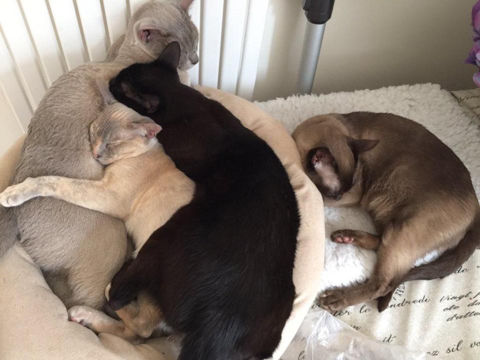  Cat's away . . . two of the couple's 'eight' cats are feline down after the break-up