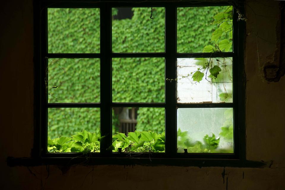  The plush greenery, viewed through the window of one abandoned home