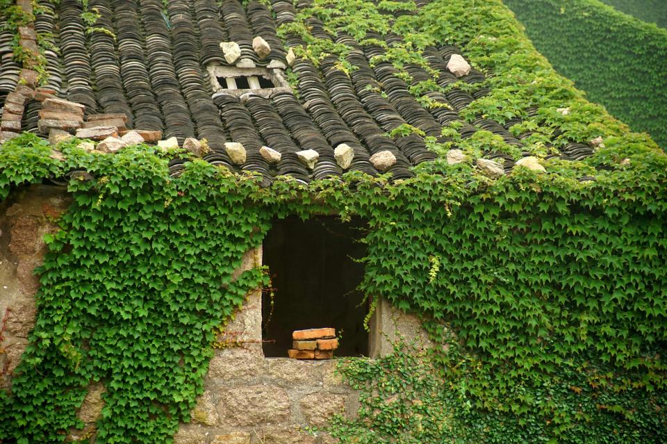 Greenery creeps onto the roof of this old cottage, which used to form part of the thriving fishing village