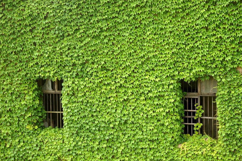  Leaves completely cover an old building, apart from its barred windows