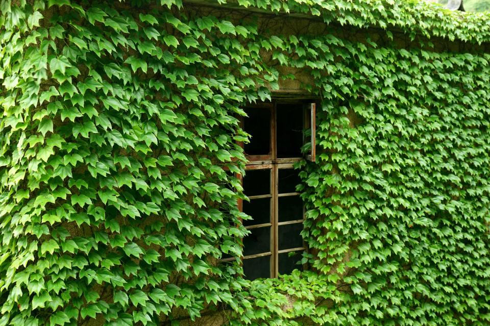 Vibrant greenery swallows up this building's small window on the island