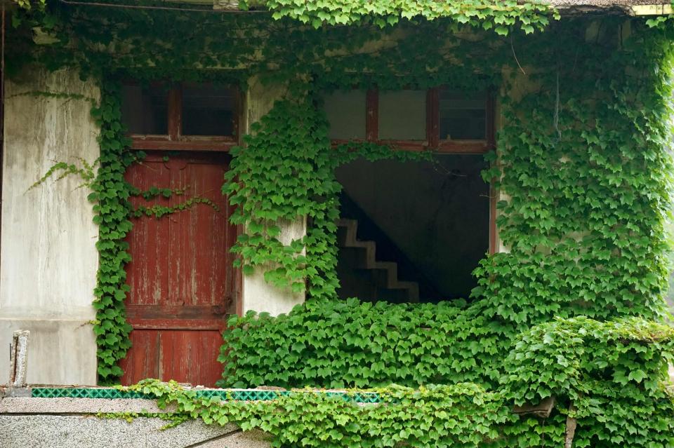  Plants can even be seen reaching inside this empty building through an open window