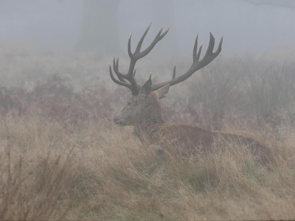 Fog