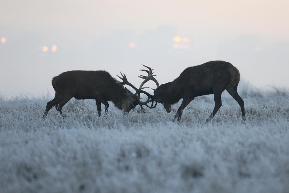  Two stags are pictured fighting as the sun comes up over a frosty and crisp looking Richmond Park in London this morning