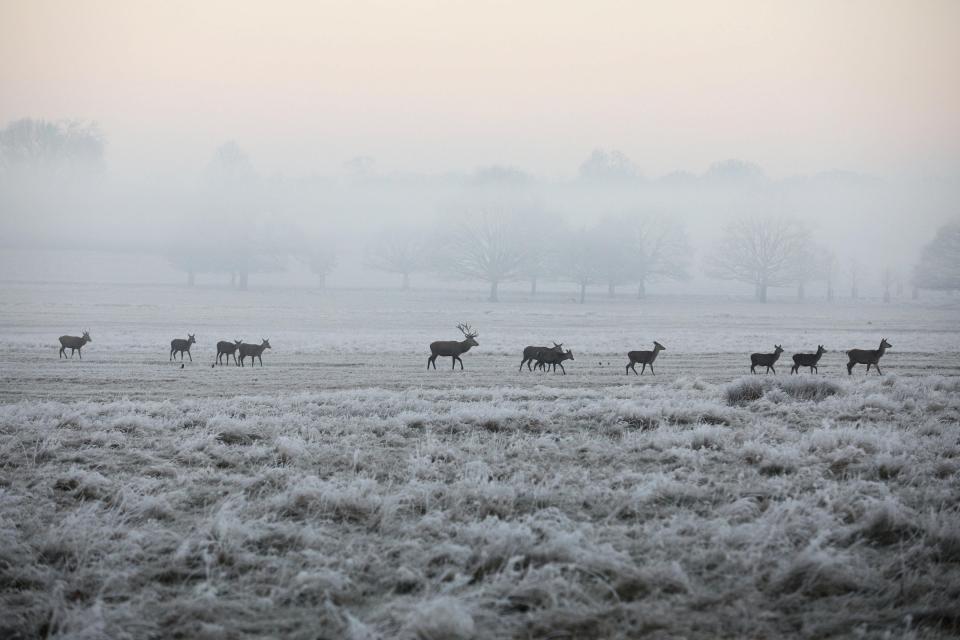  Deer make their way across the hard ground in Richmond Park as fog blankets much of the country this morning