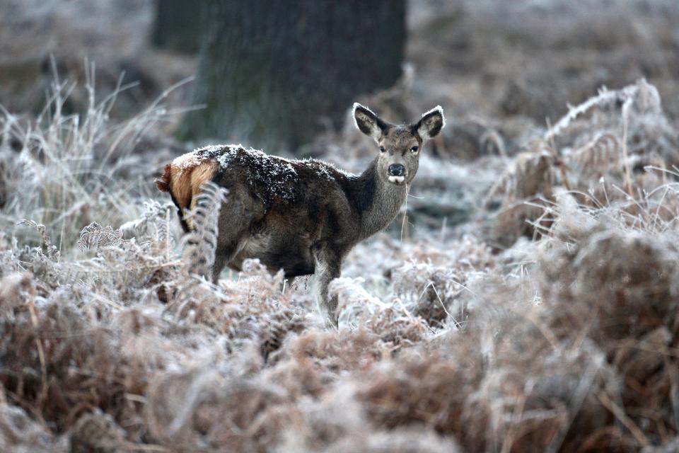  A deer stands in crisp and frozen leaves and foliage in Richmond Park in south west London this morning after a cold start
