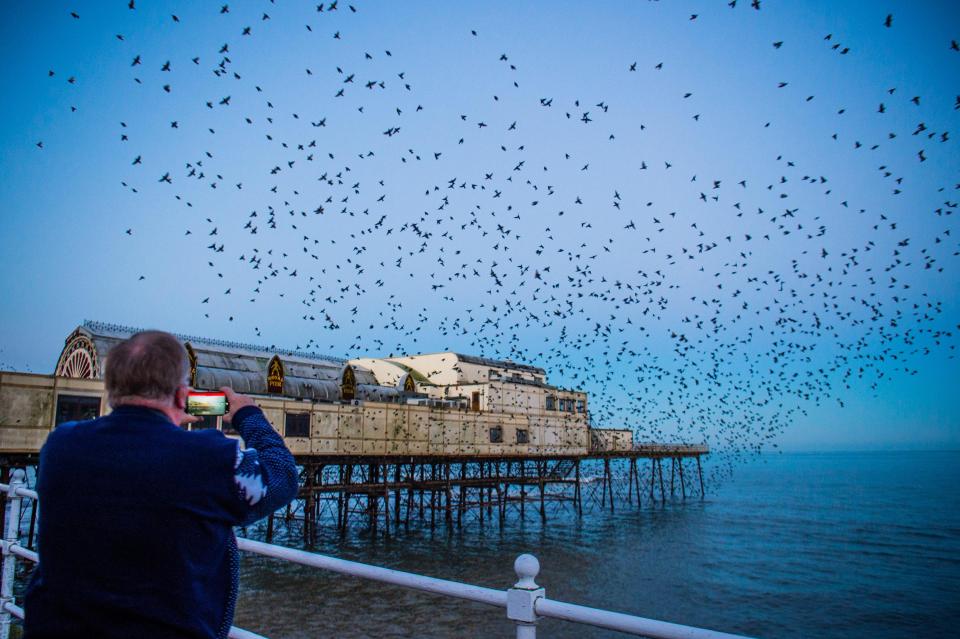  After a freezing cold night with temperatures plummeting well below zero, a keen birdwatcher videos the tens of thousands of starlings flying out in huge swarms from their overnight roost in Aberystwyth, Wales