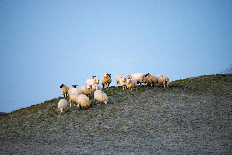  Temperatures this morning below -3C as a flock of sheep brave the elements in the village of Moel-y-Crio, Flintshire