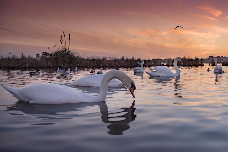  Swans glide through the waters at Poole Park in Dorset, where temperatures fell below freezing overnight