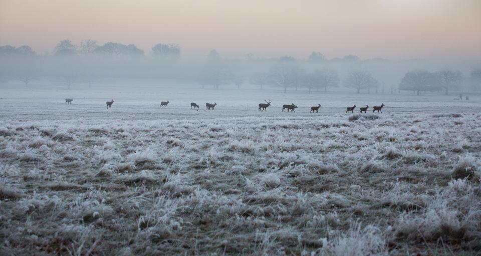  Deer walk across the frosty landscape of Richmond Park in south west London as the cold day began
