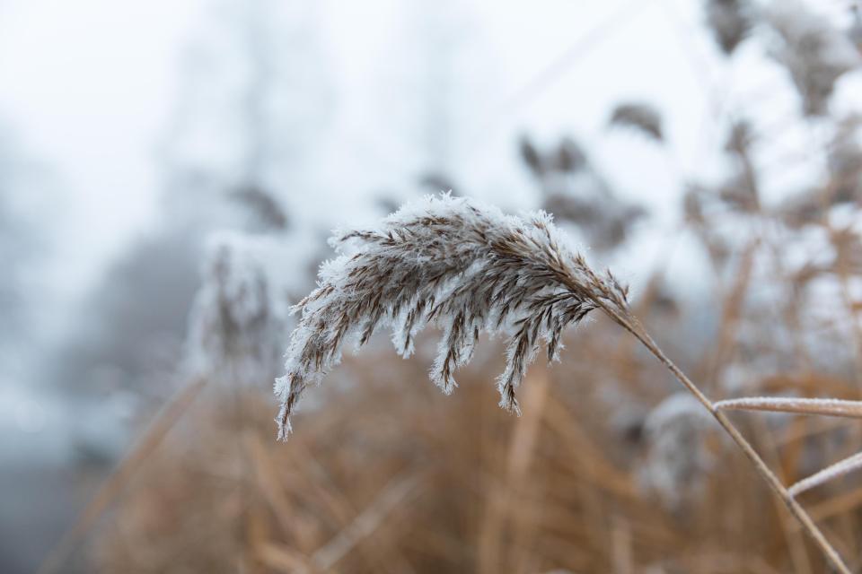  Frost clings to plants as the cold weather swept over the country last night