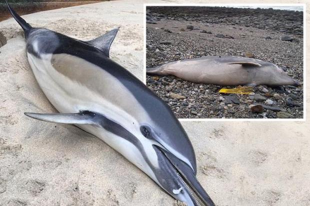 composite dolphins