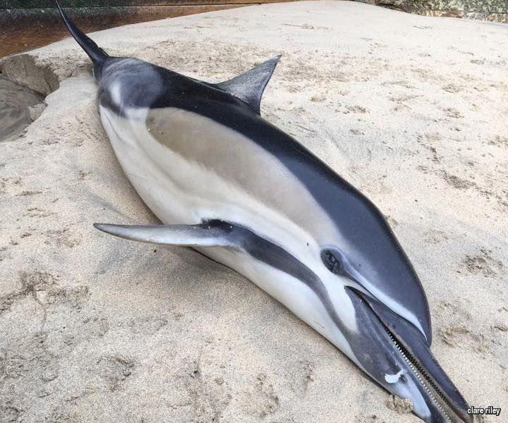 The dolphin found at Smeaton's Pier in St Ives, Cornwall