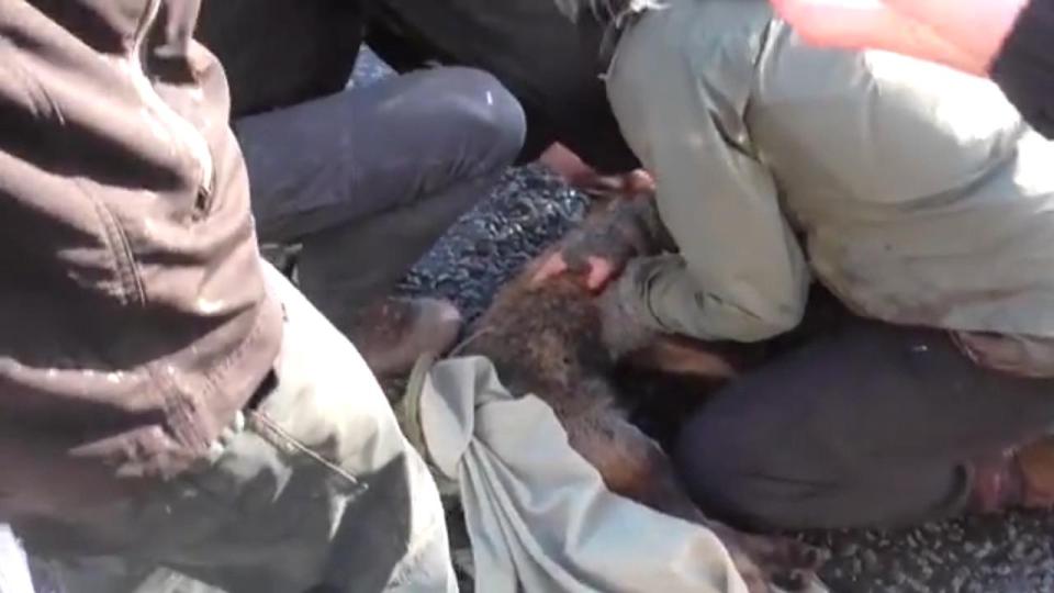  The bloodied fox's body is laid in the road after being saved from the hounds by a passing anti-hunt protester