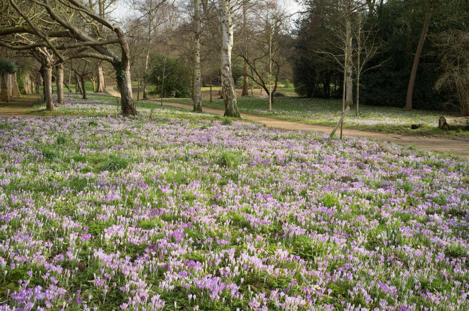 Flowers bloom on Wimbledon Common, with milder temperatures expected this weekend