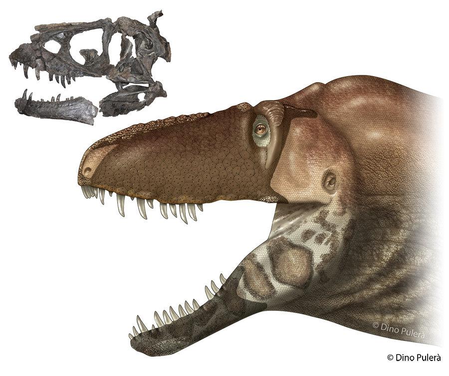  This reconstruction of the Daspletosaurus horneri is based on the distribution of texture on the facial bones