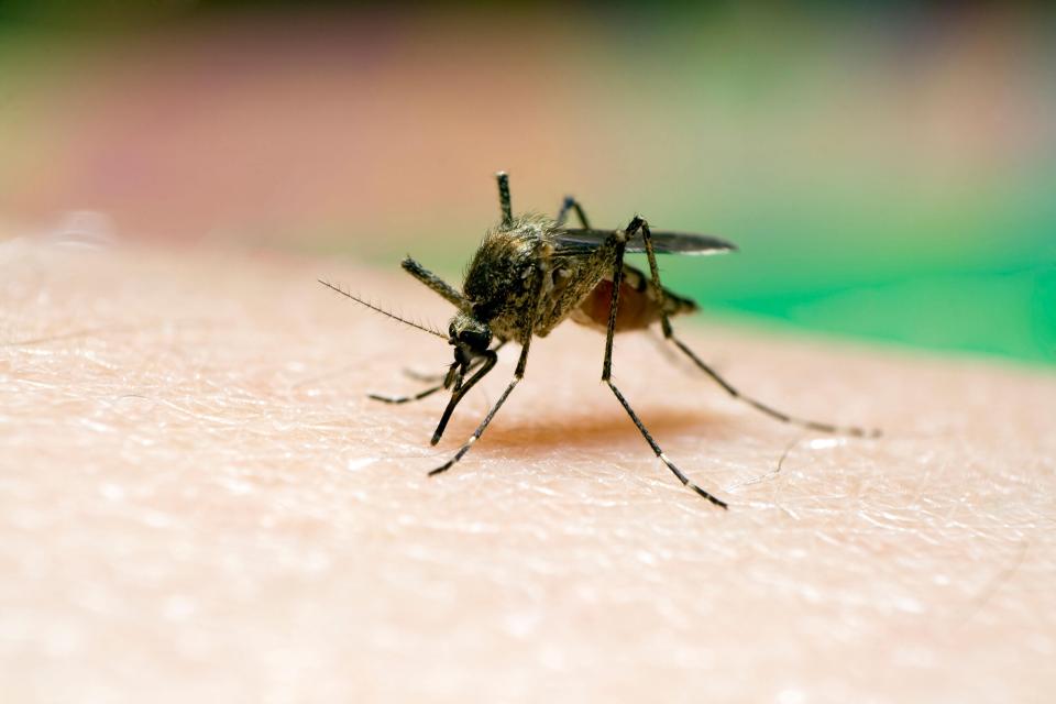 The Aedes aegypti mosquito is the main cause of the spread of Zika 