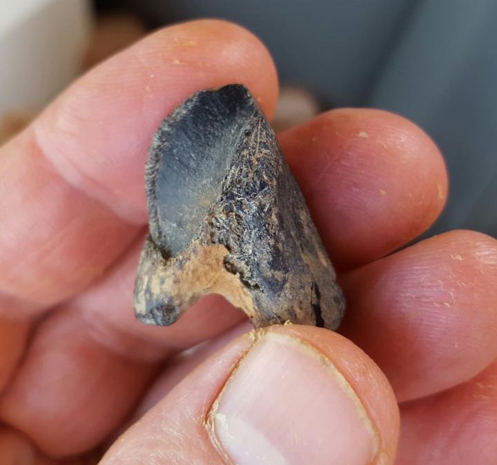  The tooth of a ceratopsid horned dinosaur from Mississippi