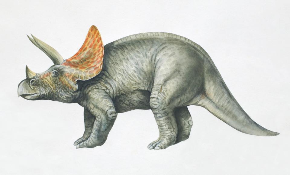  An artist's impression of a triceratops