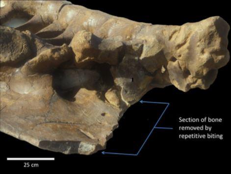  The remains of a triceratops which suffered 80 bite marks from a Tyrannosaurus Rex