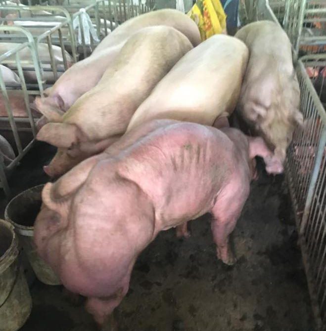 Images of the colossal muscle-bound animals are thought to have been taken in Cambodia 