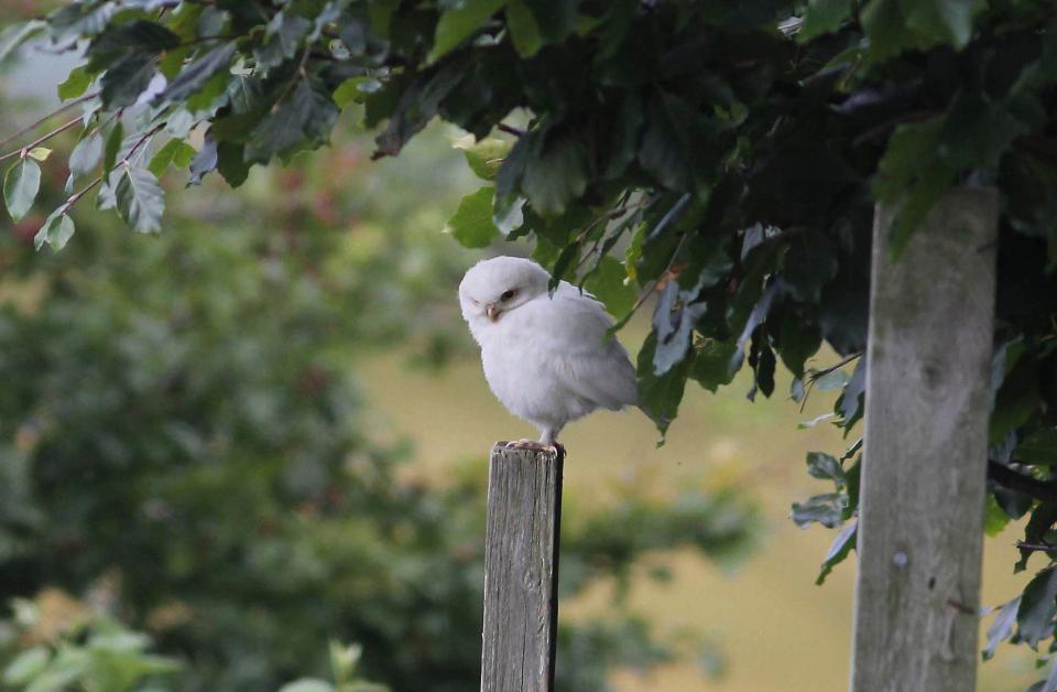  The ghostly bird is actually a Little Owl, which is native to the UK