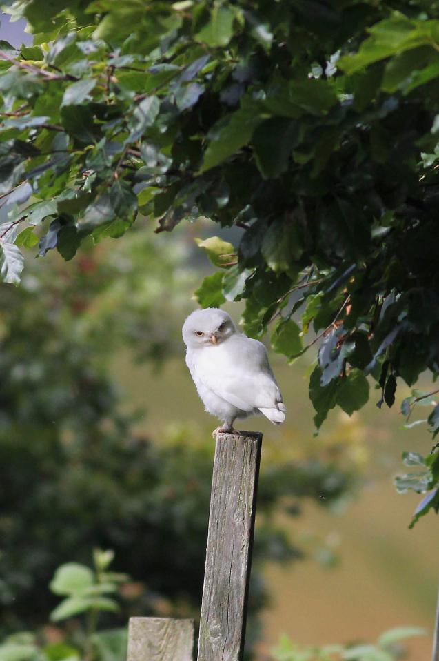  The exact location where the Ino owl was spotted has been kept a secret, so that it doesn't become overrun with bird spotters