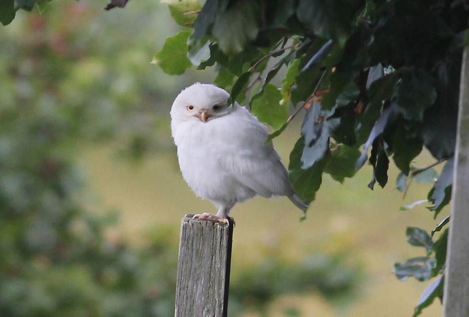  A glimpse of the rare owl, which has a distinctive white colouring caused by a genetic mutation