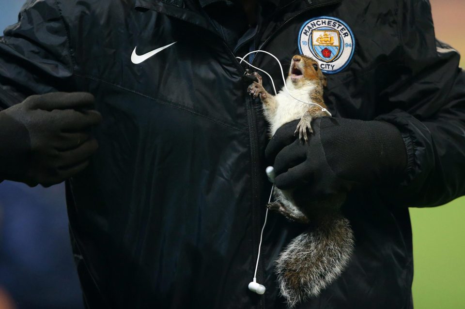  This rogue squirrel was the early star of the show at the Etihad