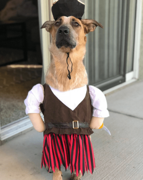  Paige Spiranac's dog dressed up as a pirate for Halloween