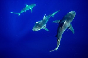  Sharks' reputations tends to precede them