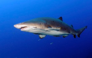  Tiger sharks are the second most deadly shark