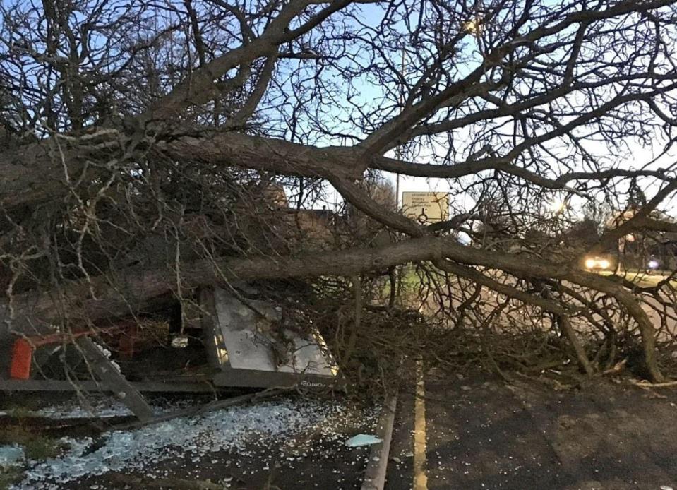 A tree blocked the road after being uprooted by gusts in Leicester