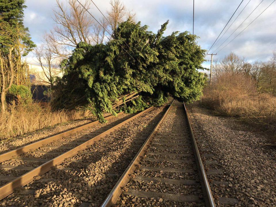 A tree was photographed over train lines in Greater Anglia