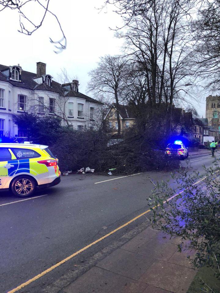 A tree blocks a road in Norwich after the strong winds ripped across Britain overnight