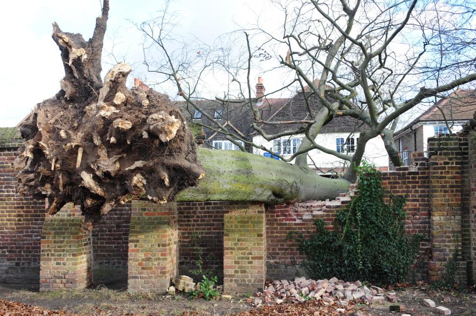 Storm Fionn downed a 70 year old Beech tree last night in Greenwich Park