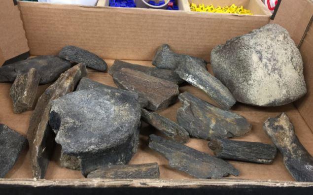  Expert archaeologists were called in after a donor handed in a box of dinosaur bones that could be five million years old