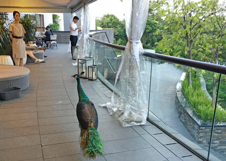 A peacock walks on a terrace at the Capella Hotel