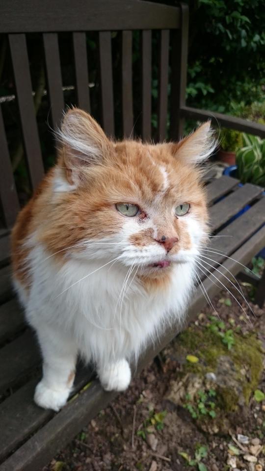 Rubble may be a bit grumpy in his old age - but he's still going strong