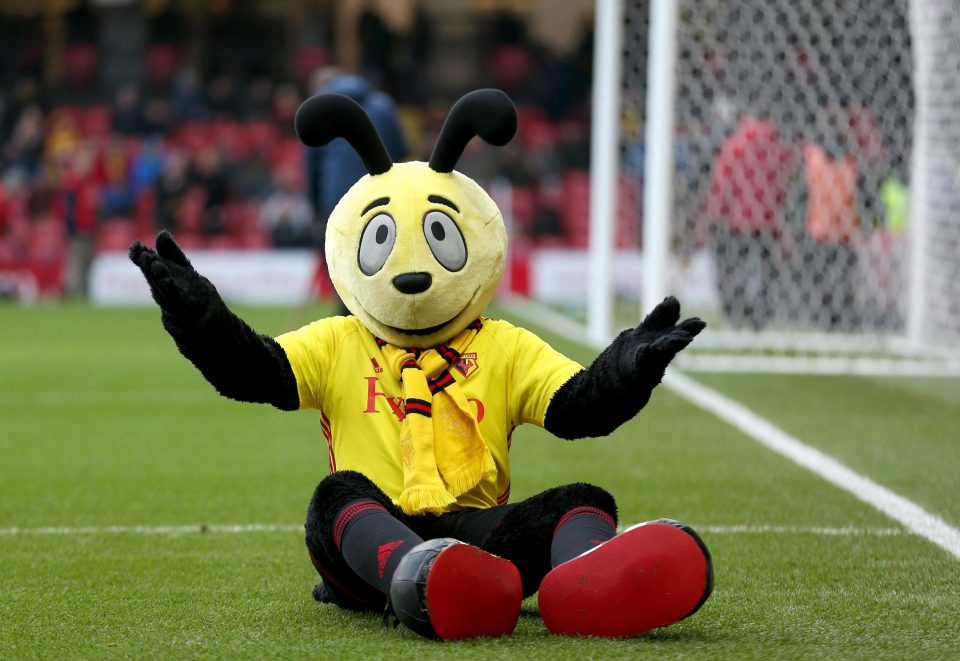 Harry the Hornet has been brought back down to earth with a bump after a blasting from Crystal Palace boss Roy Hodgson