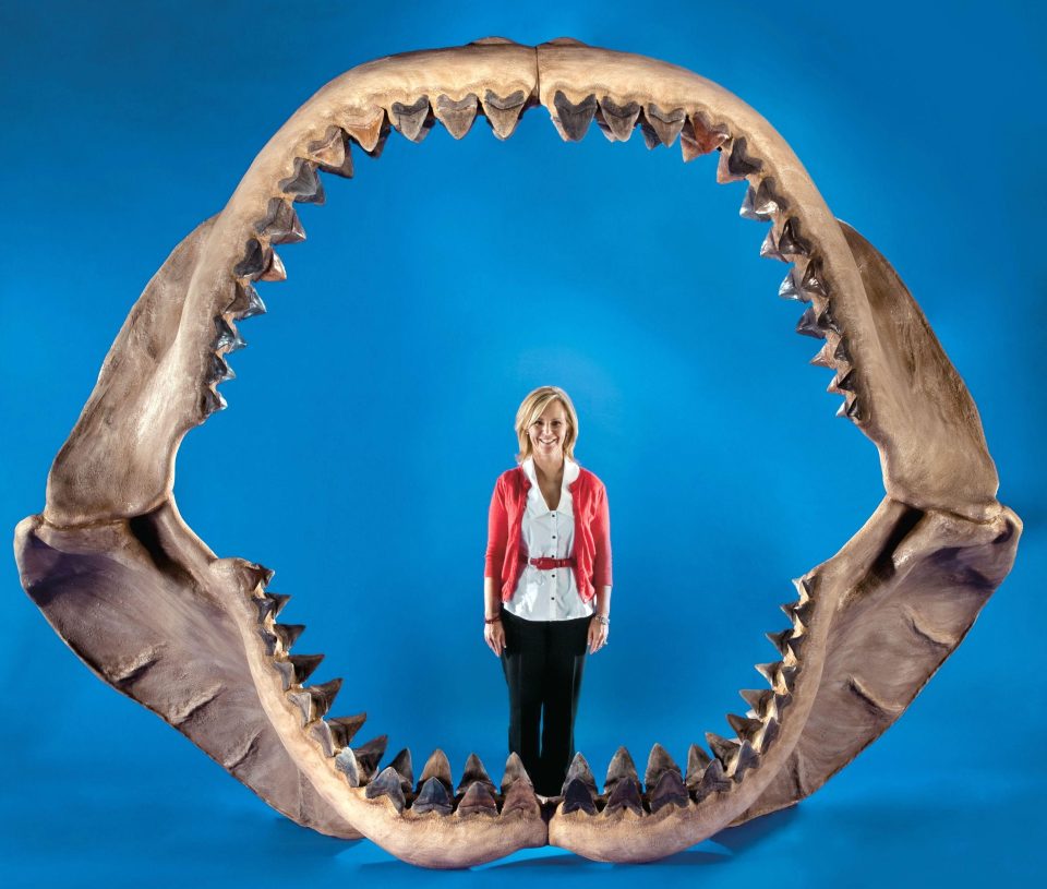 It's estimated the megalodon's jaw spanned 8.9ft high and 11ft wide