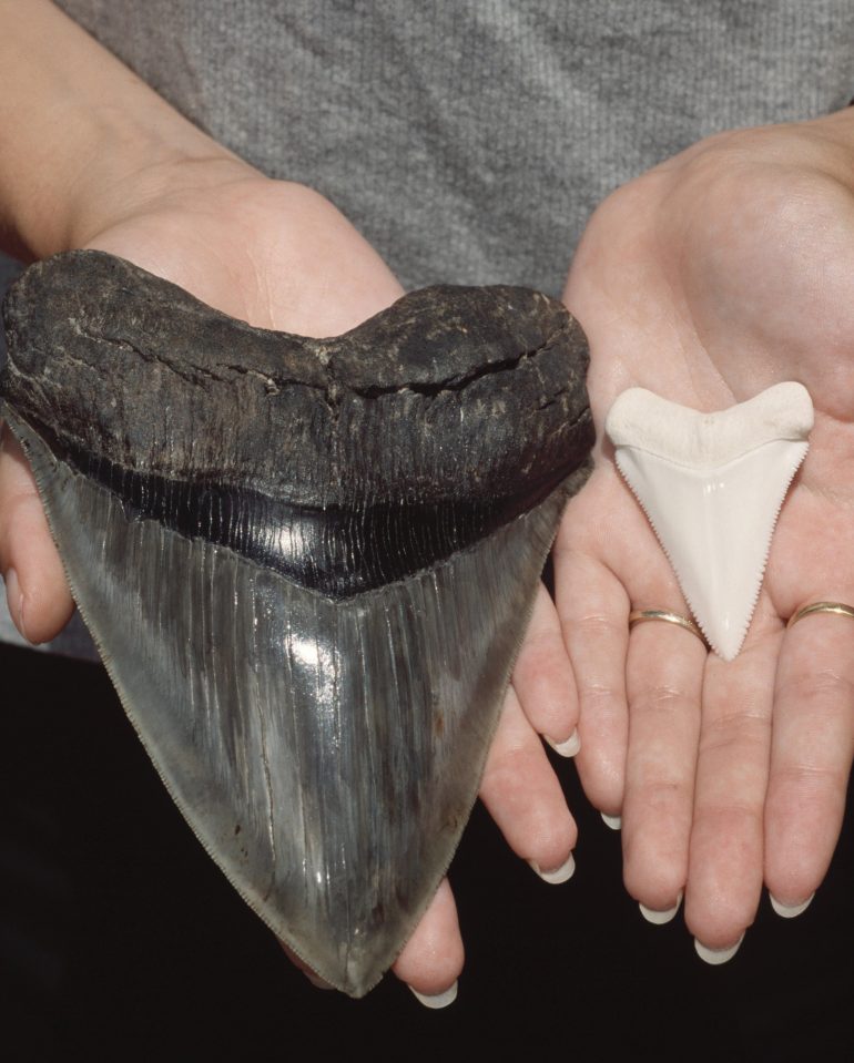 The tooth of a megalodon next to that of a 16ft great white shark