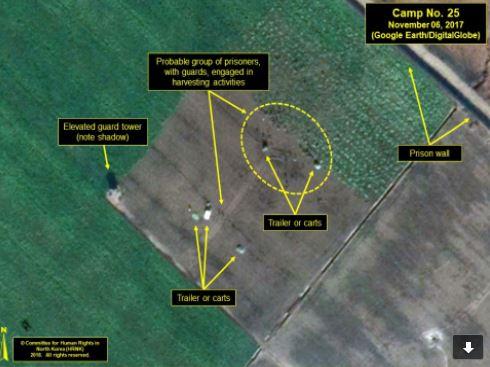  The satellite image appears to show prisoners in Camp No 25 harvesting crops