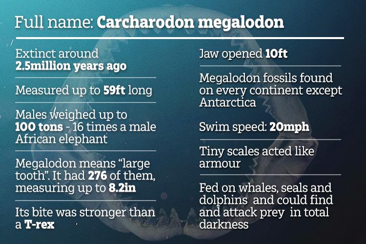 Quick facts about megalodon