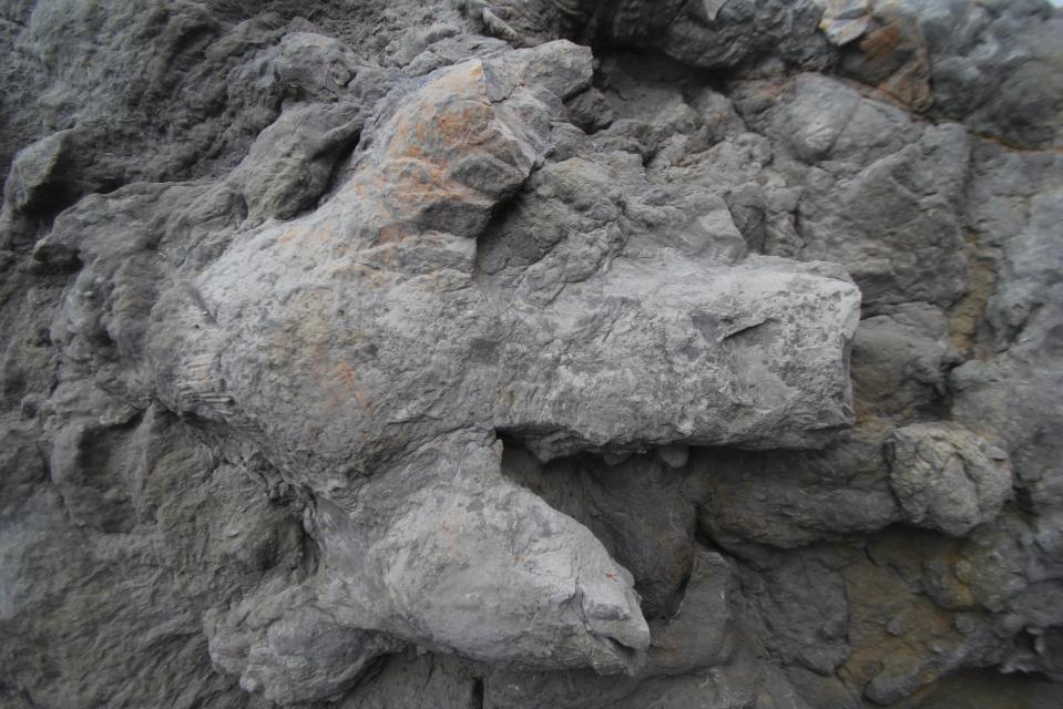  This large iguanodontian footprint is impressively detailed