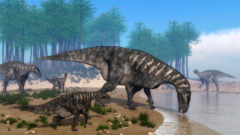  Iguanodons were large plant-eating dinosaurs