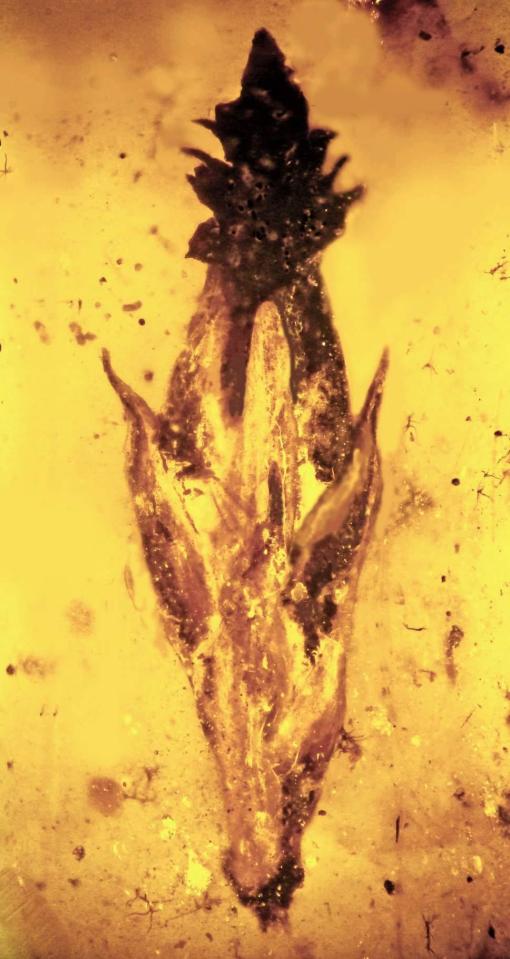  The fossil was discovered in an amber mine in Myanmar and dates from about 100m years ago