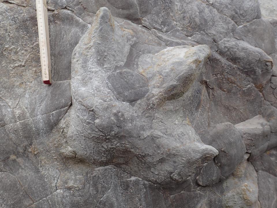  This large iguanodontian footprint has mud squeezing up between the toes