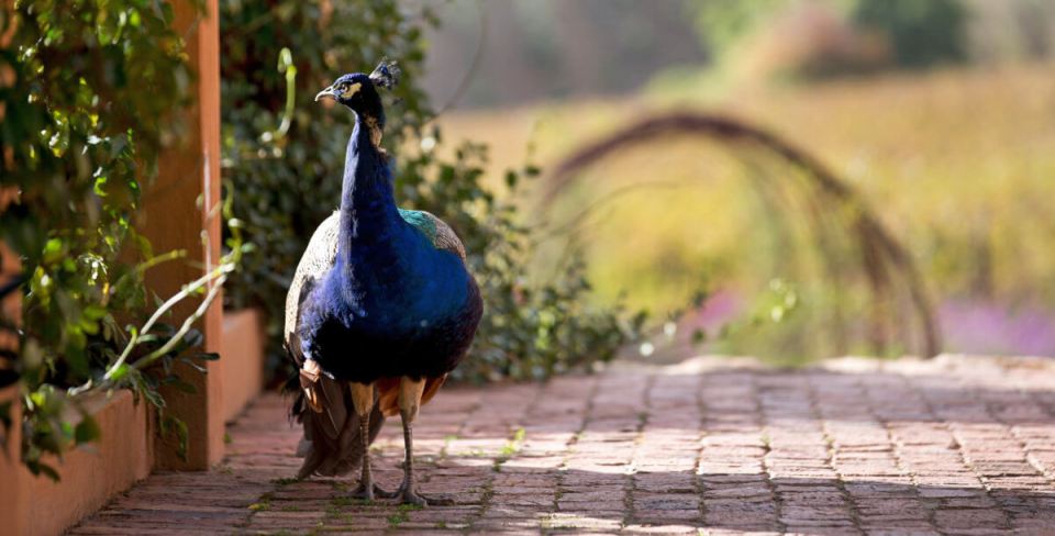  One of the resident peacocks in the hotel grounds